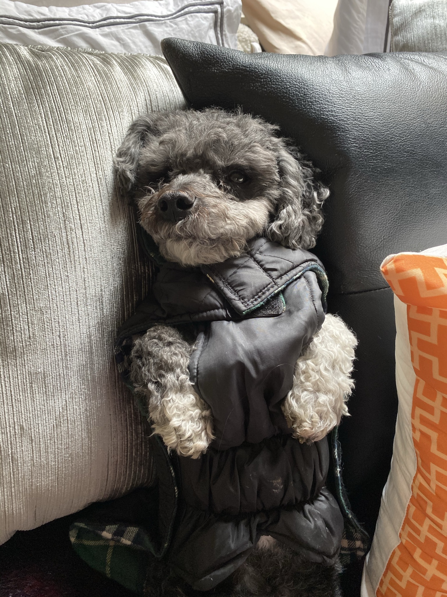 Bentley The Dude relaxing on his favorite couch - funny dog stories