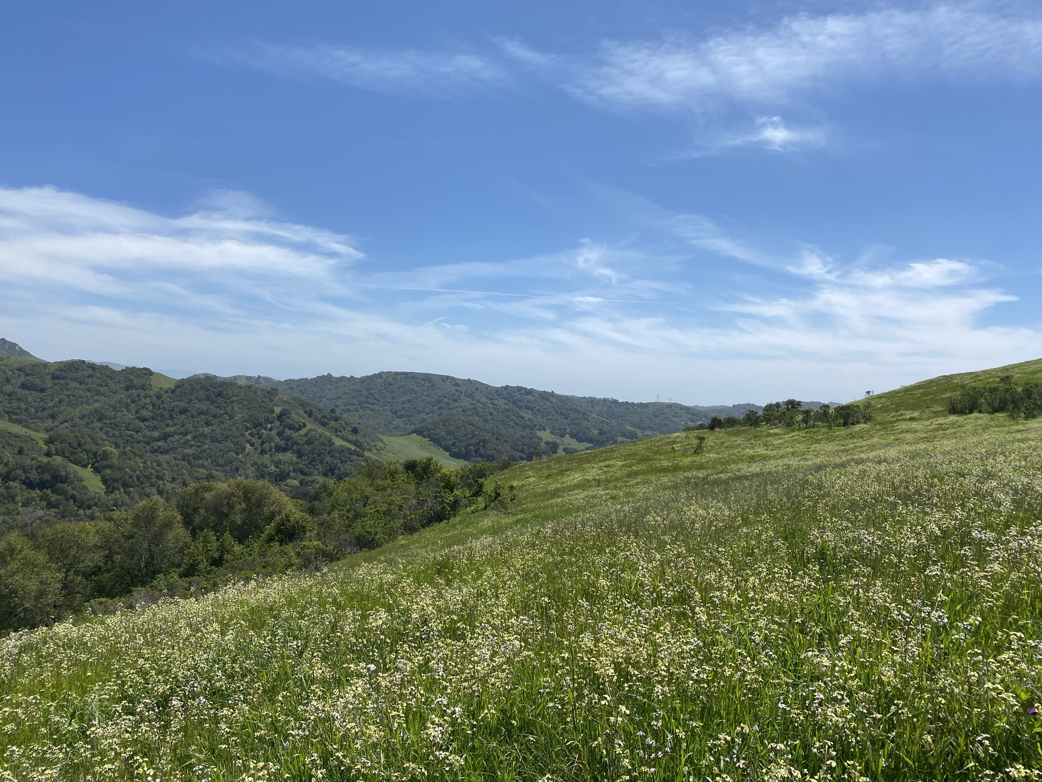 Bentley sleeping demonstrating legendary nap marathon skills - funny pet stories